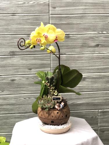 Hoa Lan Để Bàn 00078